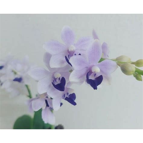 八字木火旺 藍紫色蝴蝶蘭